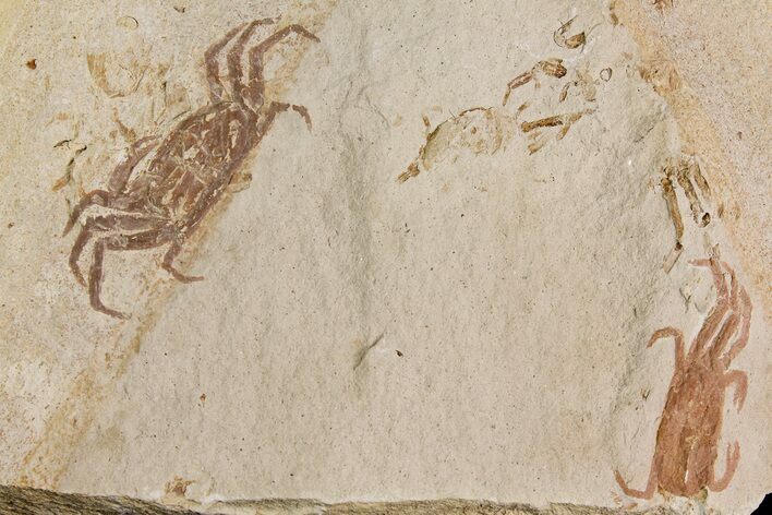 Two Miocene Pea Crab (Pinnixa) Fossils - California #177023